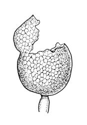 Micromitrium tenerum, capsule. Drawn from J.K. Bartlett s.n., Mar. 1980, CHR 266331.
 Image: R.C. Wagstaff © Landcare Research 2014 